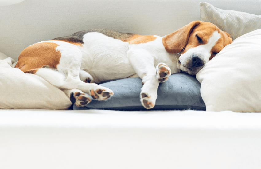 Cane che dorme sul divano in un appartamento, simbolo degli animali ammessi in affitto