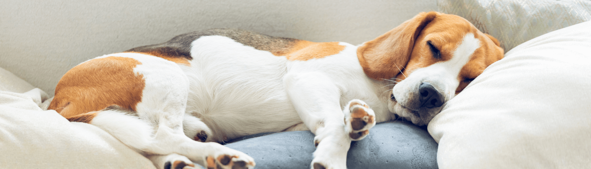 Cane che dorme rilassato su un divano, a rappresentare la tematica degli animali ammessi in affitto 